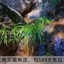 新鲜石菖蒲水培土培龙根苗养龟鱼缸增氧假山造景桌面水生绿植物