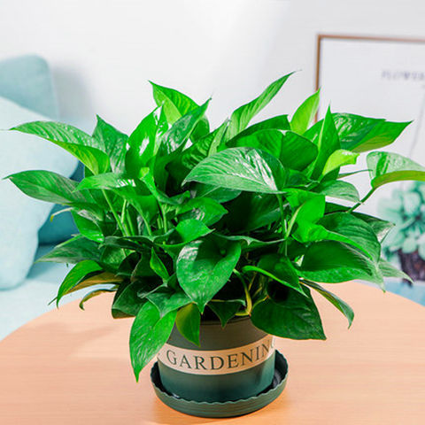 绿萝花盆栽加仑绿萝长藤植物大叶绿萝室内植物室内客厅吸除速卖通