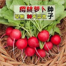 【北京满堂红】樱桃萝卜种子菠菜香菜种子四季播蔬菜种子阳台盆栽