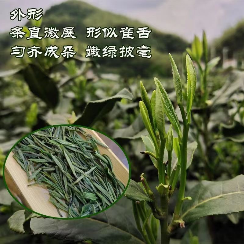 安徽绿茶2024新茶叶老品种黄山毛峰兰香茶明前高山云雾浓香型耐泡