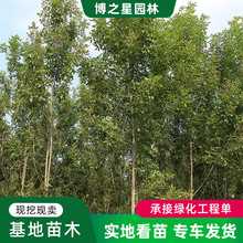 白蜡苗基地现挖现卖 支持苗圃看苗园林观叶植物高杆乔木白腊小苗