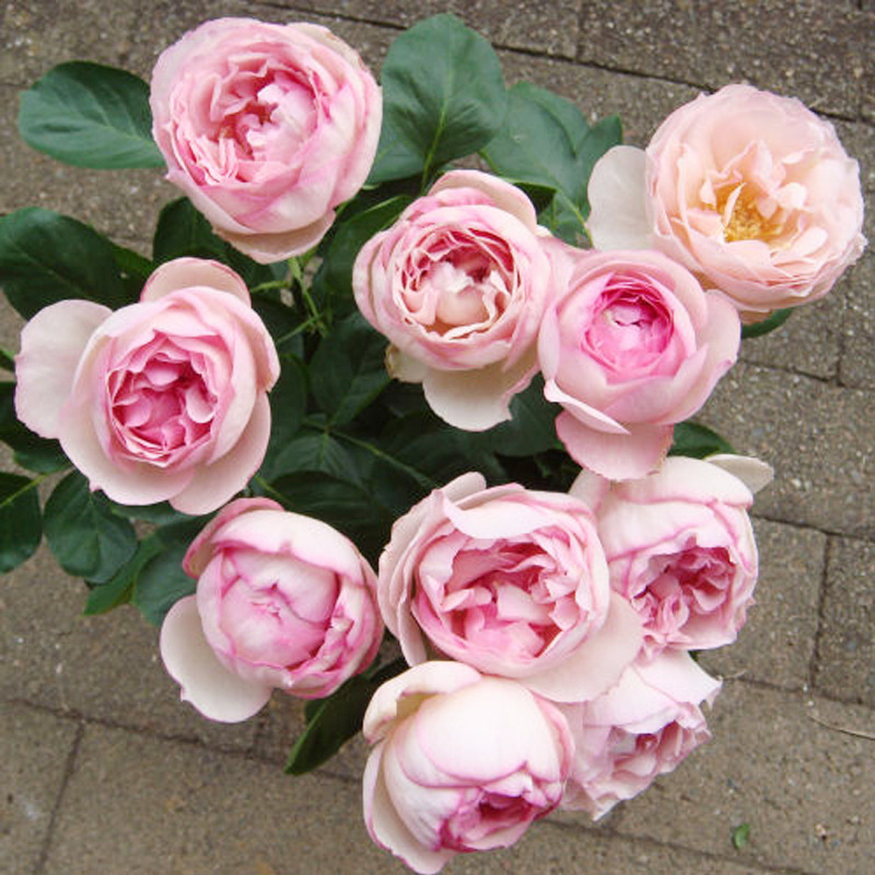 大花月季伊芙雪吻浓香花苗多季开阳台庭院别墅浓香花卉直立好灌木