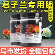 乄M々君子兰专用肥料家用防夹箭促开花干尖黄叶烂根专用药花卉植