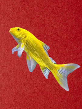 锦鲤活鱼活体观赏鱼黄金锦鲤鱼活鱼金鱼小型纯种锦鲤草金好养易活