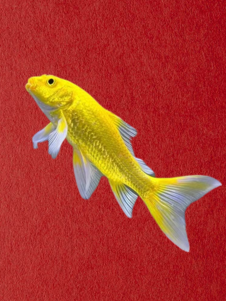 产地其他品种锦鲤是否进口否品牌other体型3-5cm黑 白 红 黄【四条】