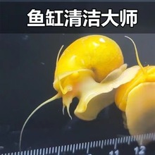 黄金螺 品质淡水螺 鱼缸工具螺 除藻螺 吃鱼粪龟粪擦玻璃吃青苔的