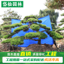 岱松园林出售公园景观18公分造型油松 绿化风景观赏松树 造型油松