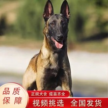 纯种马犬幼犬活体狗狗比利时马犬警犬护卫犬看家护院狼狗