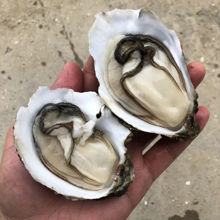 乳山生蚝鲜活台山海鲜水产正宗新鲜牡蛎特大号带壳烧烤贝壳100斤