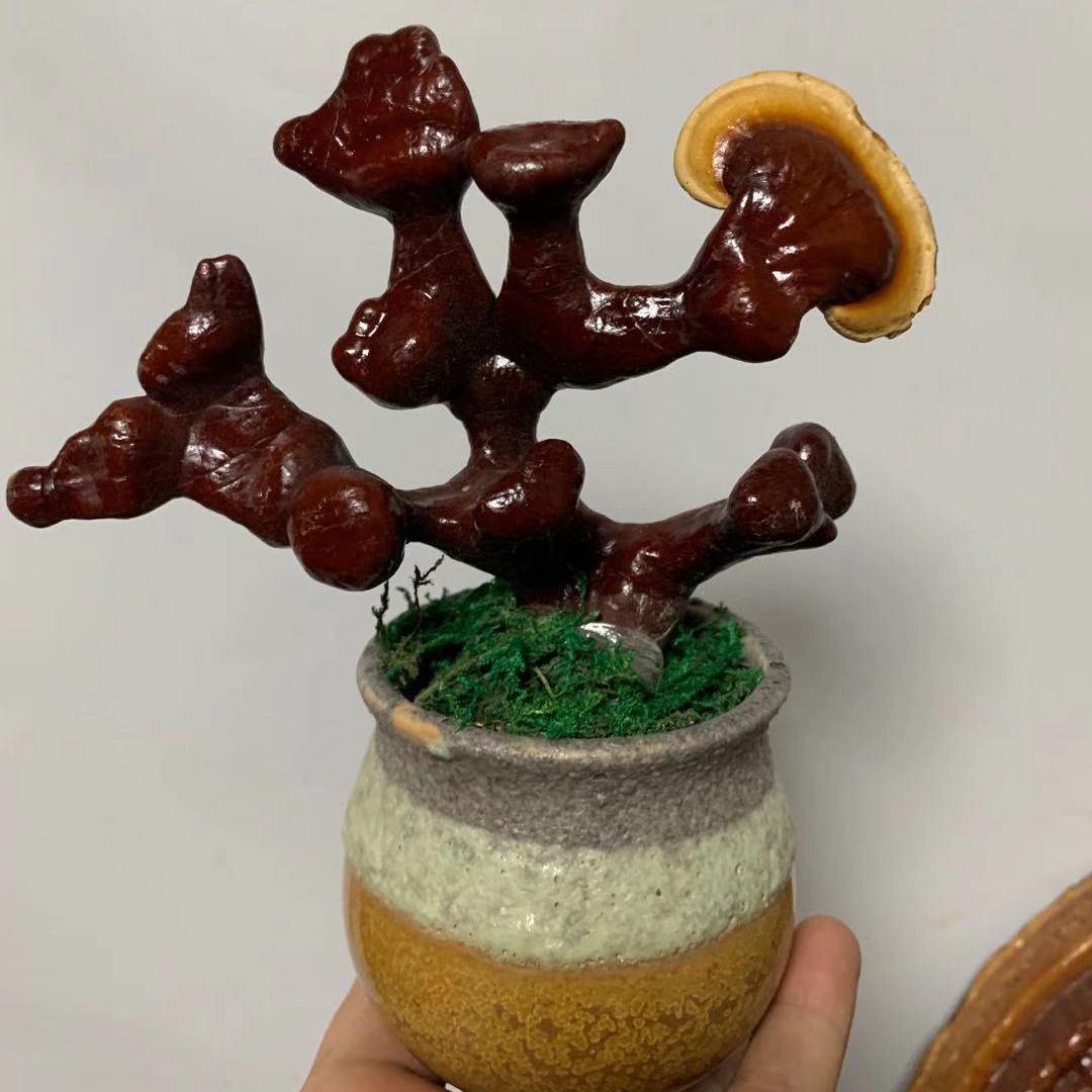 多肉植物灵芝菌种观赏灵芝桌面室内办公室植物高端盆栽多肉植物