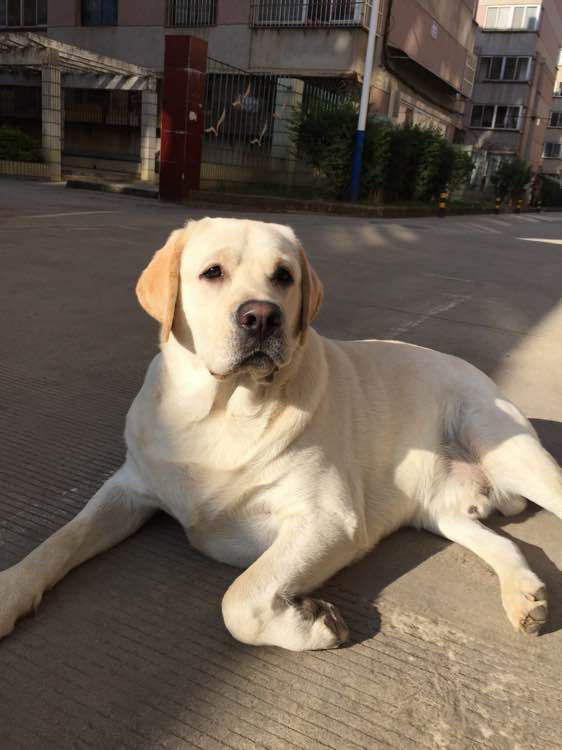 体型大型品种拉布拉多是否进口否年龄幼年货号112807免疫驱虫已做完