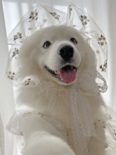 狗狗婚纱宠物拍照布偶猫中大型春夏冬衣服薄款婚纱西装礼服结婚