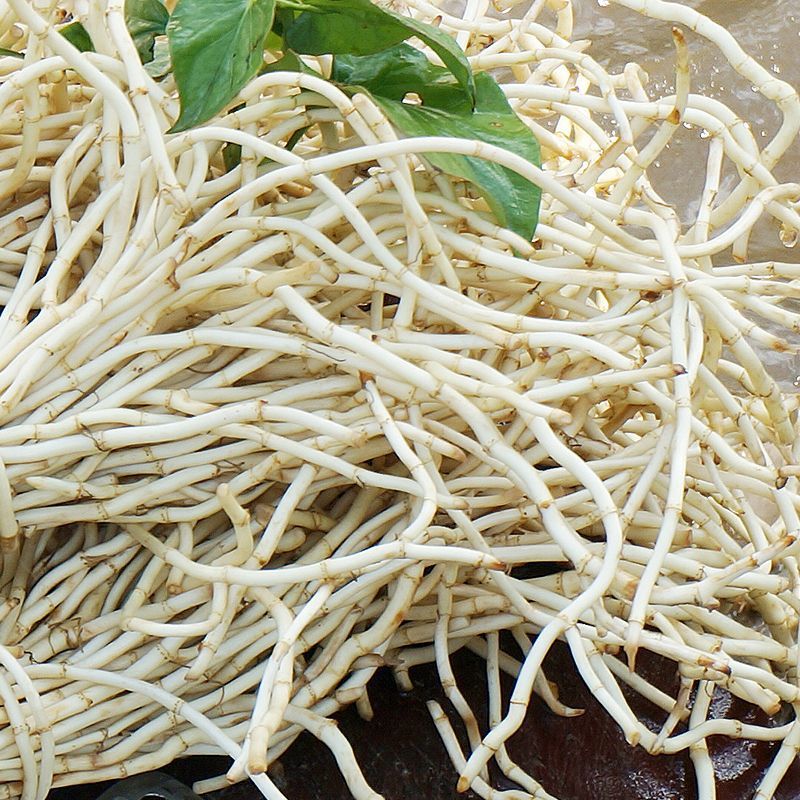 根野生鱼腥草-根野生鱼腥草厂家,品牌,图片,热帖-阿里巴巴