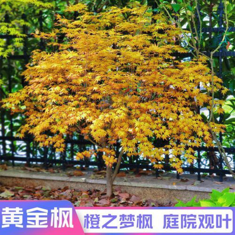 四季黄金枫树苗正宗橙之梦红枫苗三季红日本黄金枫植物绿化庭院.