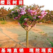 樱花树苗日本吉野带花苞庭院浓香型南方种植北方树木绿化工程大苗