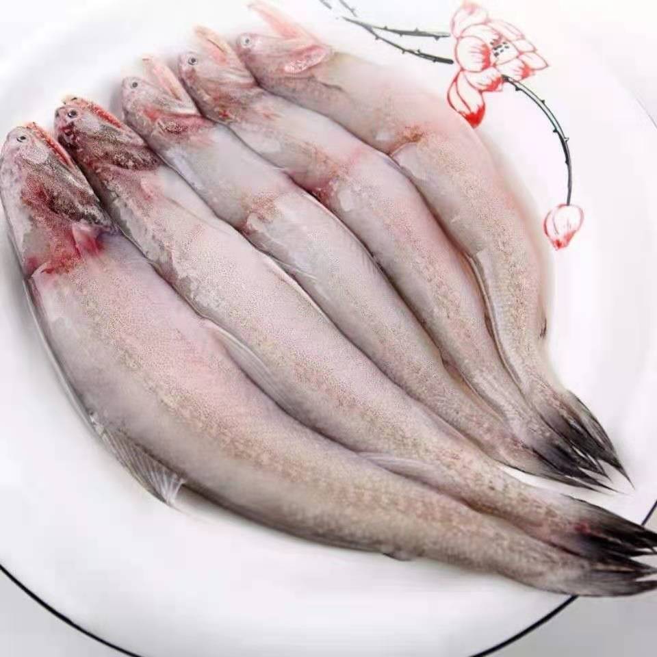新鲜 海鲜 鲜鱼 龙头鱼 九肚鱼 丝丁鱼 水潺豆腐鱼500克左右