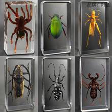 真实昆虫标本幼儿园博物馆儿童树脂早教观察用品蝎子蜘蛛创意摆件
