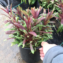 千鸟花盆栽山桃草花卉庭院户外阳台好养易活耐寒耐热花境地被植物