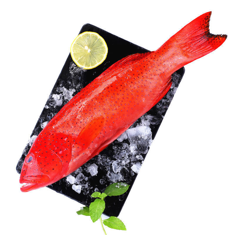 京东配送【品质 东星斑鱼】400-500g/条捕捞红星燕尾斑鱼新鲜冻品