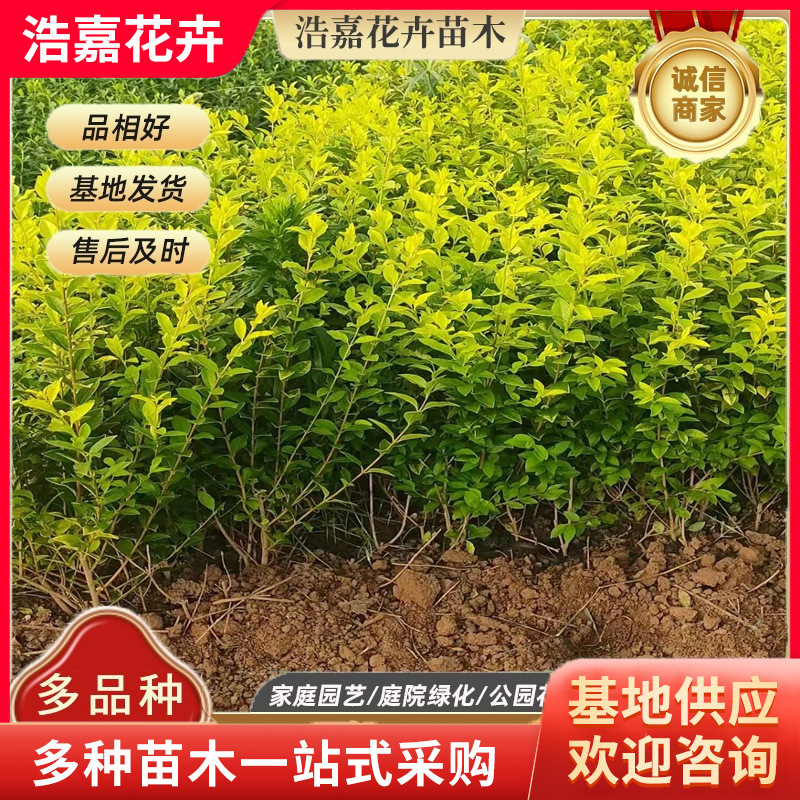 金叶女贞苗盆栽金叶女贞冬青花苗卫矛苗木庭院绿植用花苗金叶女贞