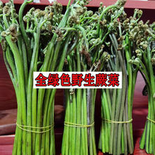 新鲜蕨菜 山野菜 龙爪菜 应季蔬菜产地现摘发货 一件批发价