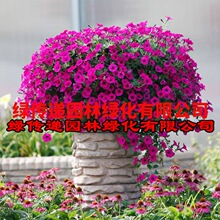 矮牵牛种子垂吊盆栽庭院室内阳台爬藤植物牵牛花种子四季易活花籽