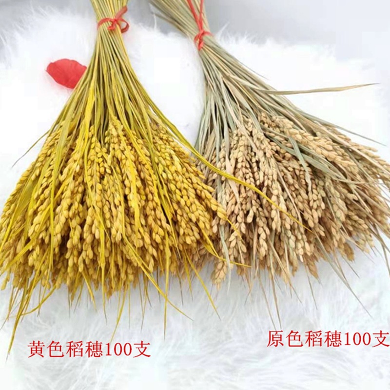 源头厂家稻穗小麦干花真水稻干花束开业大麦跨境稻谷麦穗批发麦子