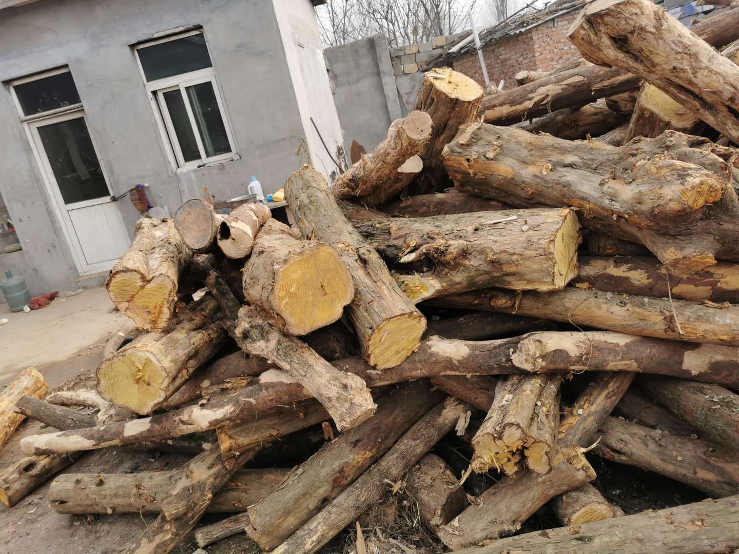 大量供应用于工艺品/木雕料柘木木材