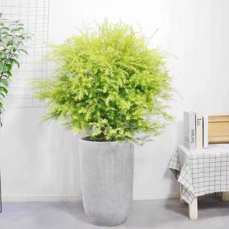 黄金香柳树苗多年生木本观叶植物黄金清香木千层金庭院花园花镜