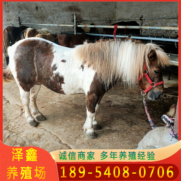广西活体马匹多少钱一匹景区纯血马半血马儿童小矮马德保矮马价格