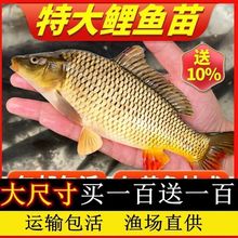 鲤鱼苗活体荷包鲤鱼稻田鲤鱼食用黑鲤鱼淡水鱼苗草鱼苗鲫鱼苗包活