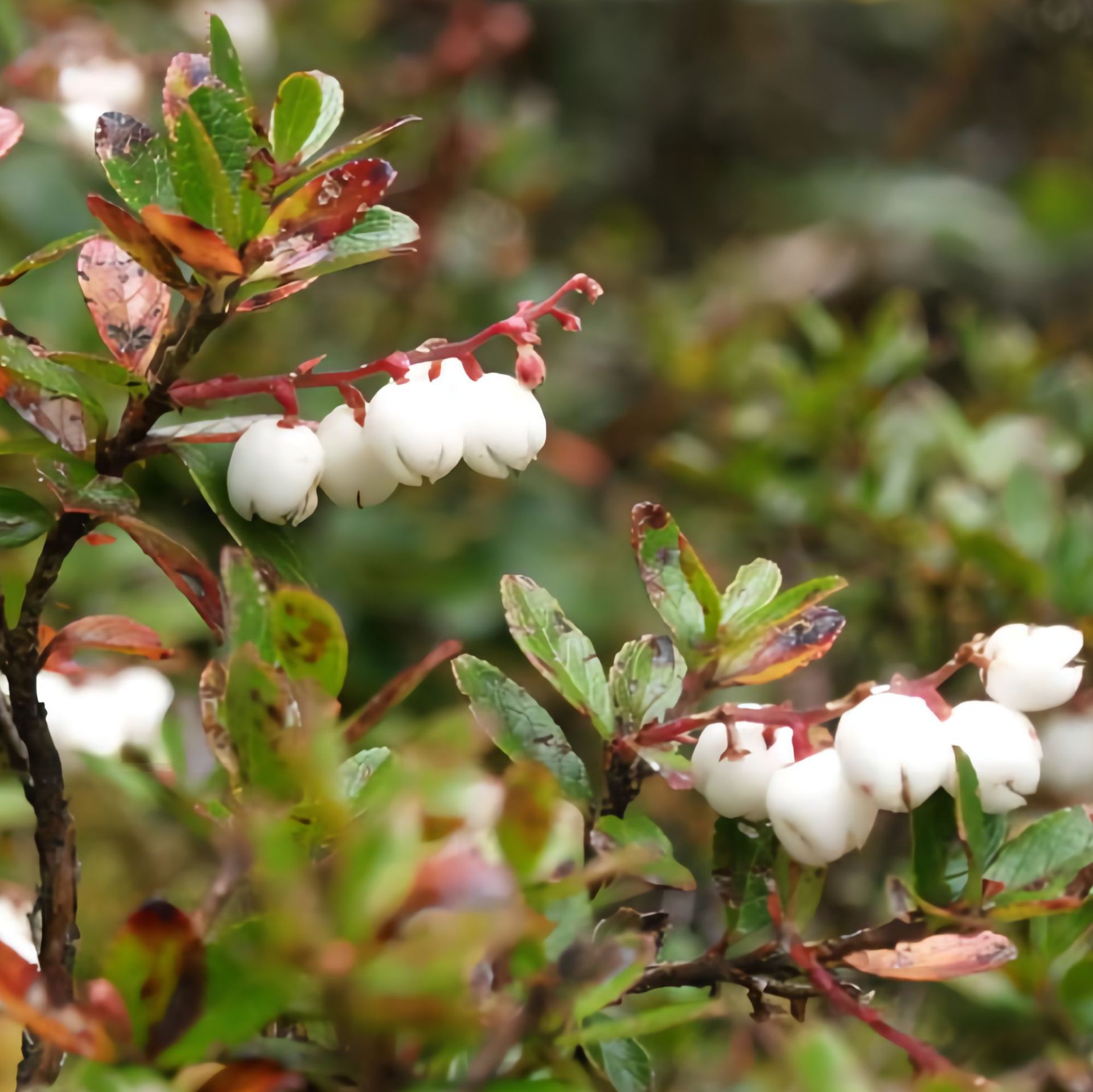 天然冬青油 白珠树冬青油 wintergreen oil 冬青油 厂家批发-阿里巴巴