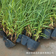 青州基地批发花叶芦苇水生植物 湿地绿化公园绿化苗