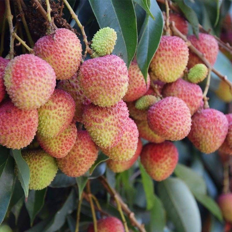 2022新鲜广西灵山妃子笑荔枝现摘桂味白糖罂糯米糍当季水果【5月1