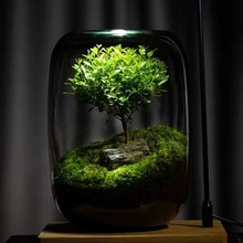 创意桌面苔藓微景观玻璃花瓶盆景生态瓶盆栽生命之树办公桌面摆件