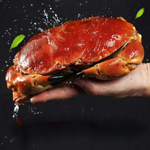 【1斤单价】鲜活面包蟹新海鲜水产特超大帝王发财黄金珍宝母螃蟹