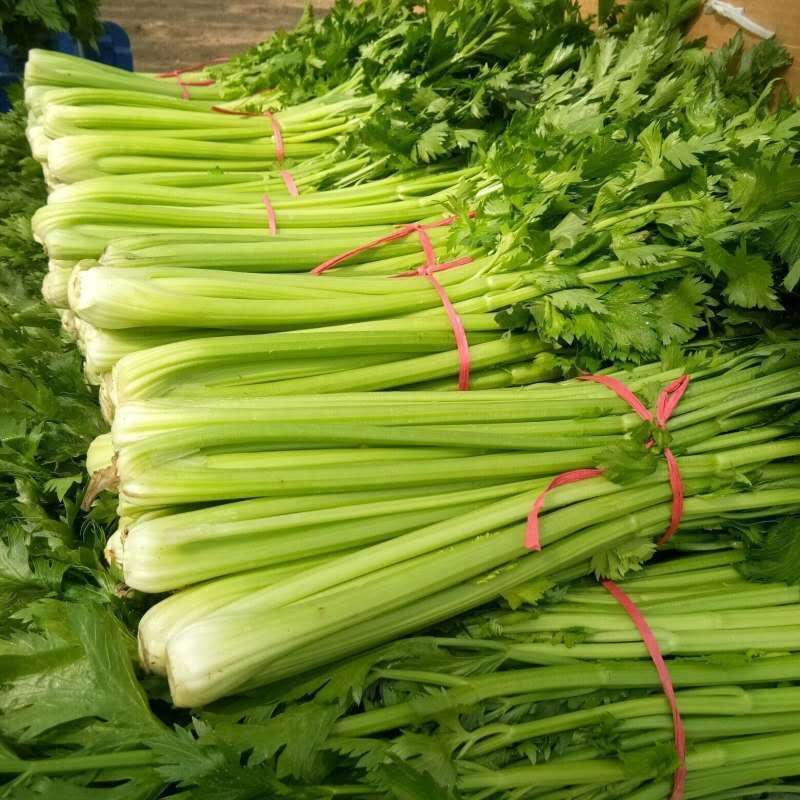 现挖西芹芹菜新鲜蔬菜带叶本地芹菜非小香芹时令蔬菜青菜批发