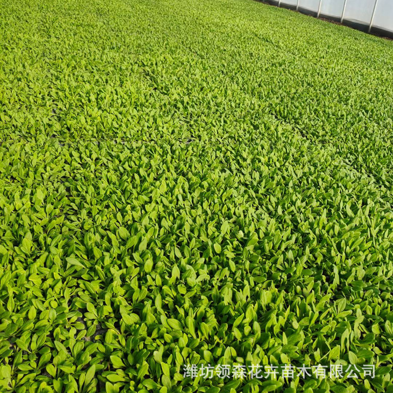 宿根牵牛穴盘苗 公园小区市政绿化 青州矮牵牛时令草花基地