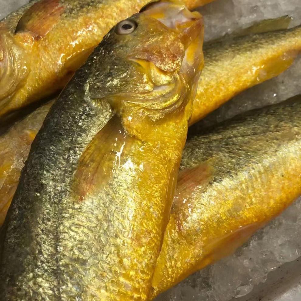 舟山东海深海养殖冷冻黄鱼新鲜袋装包装大黄鱼黄花鱼海鲜鲜活批发