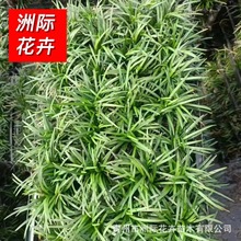 细叶麦冬草  玉龙草日本矮麦冬苗   金边麦冬草   地被花境植物