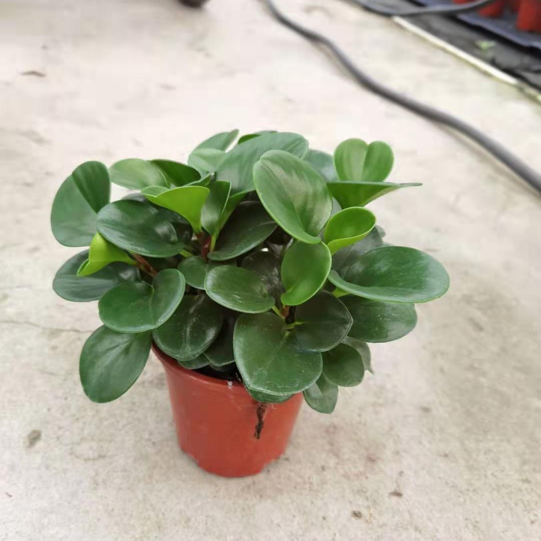 广州批发四季常青豆瓣绿140碧玉室内盆栽可水培观叶绿植花卉