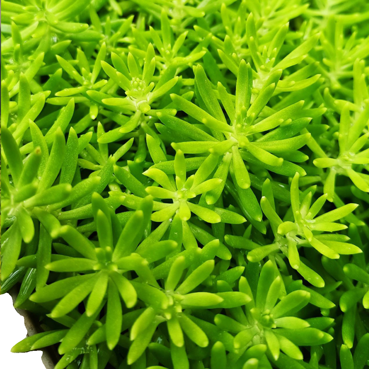 金叶佛甲草盆栽黄金万年草庭院屋顶绿化草皮多年生观叶绿叶植物