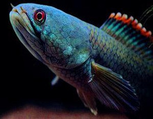 彩虹雷龙精品原生南鳢雷龙鱼七彩冷水鱼龙鱼淡水鱼凶猛雷龙观赏鱼