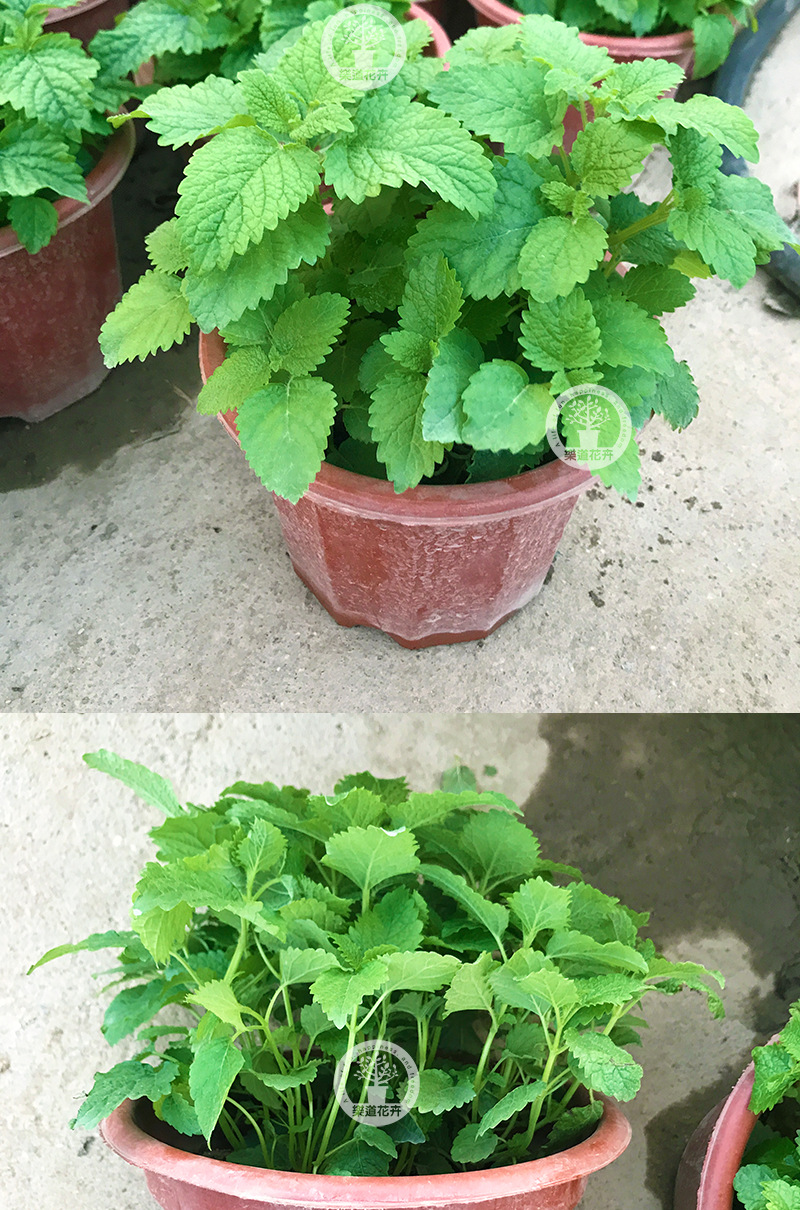 留兰香薄荷盆栽批发柠檬可食用薄荷罗勒迷迭香西餐香草基地栽直供