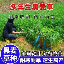 多年生黑麦草牧草种子四季高产耐寒耐旱喂猪牛羊鸡鸭鹅鱼牧草