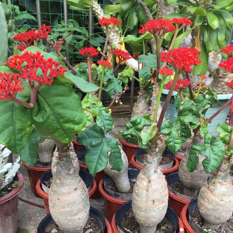 佛肚树大肚海棠独株成景珊瑚油桐直径7公分四季开花