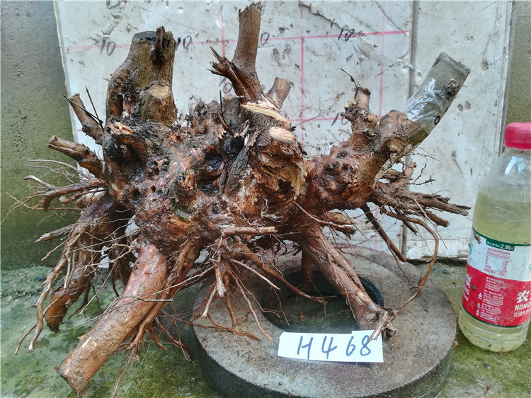 精品黄荆树桩舍利镂空疙瘩老桩庭院阳台盆景素材练手易活盆栽绿植