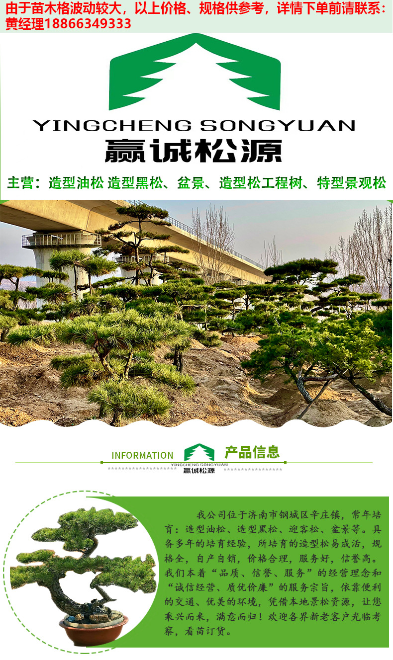 造型松大树庭院公园风景树行道工程园林绿化苗 造型黑松 工程树