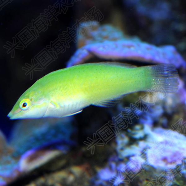 绿龙 青龙小型隆头鱼 海水鱼活体 翻沙吃虫海水观赏生物绿龙鱼