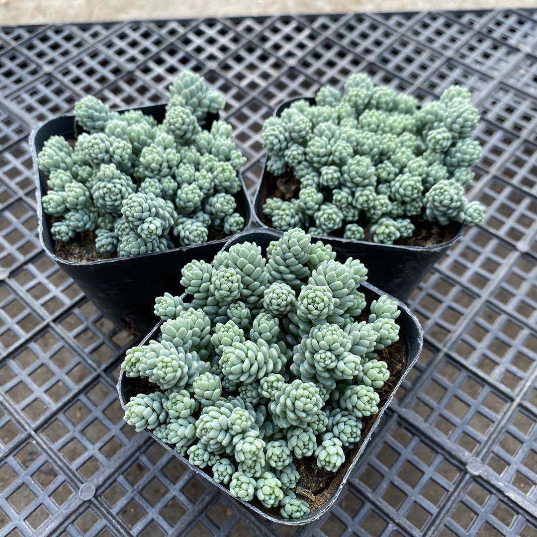 多肉植物多肉悬叶姬星美人多肉植物大盆老桩多肉